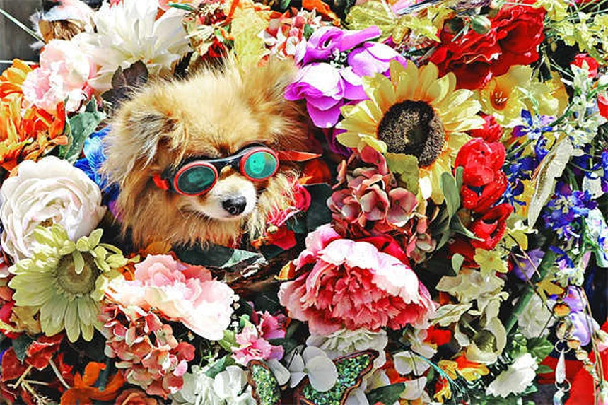 Hidroterapia para perros: ¿Qué es y cómo ayuda a tu mascota?