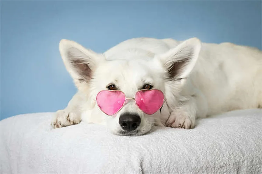 Hidroterapia para perros: ¿Qué es y cómo ayuda a tu mascota?