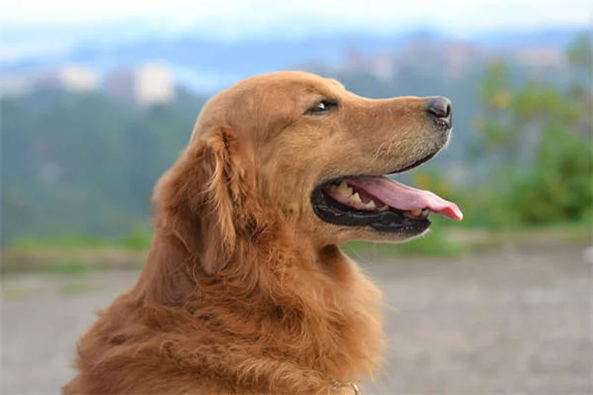 Hidroterapia para perros: ¿Qué es y cómo ayuda a tu mascota?