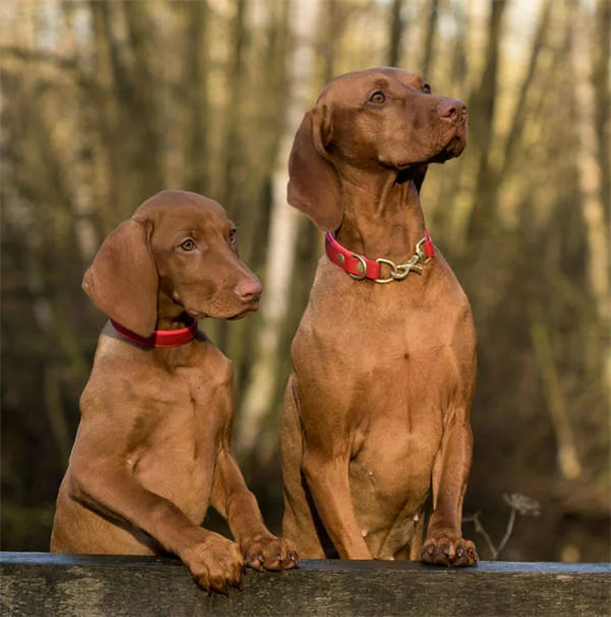 Cómo evitar que tu perro cave hoyos: 6 soluciones efectivas