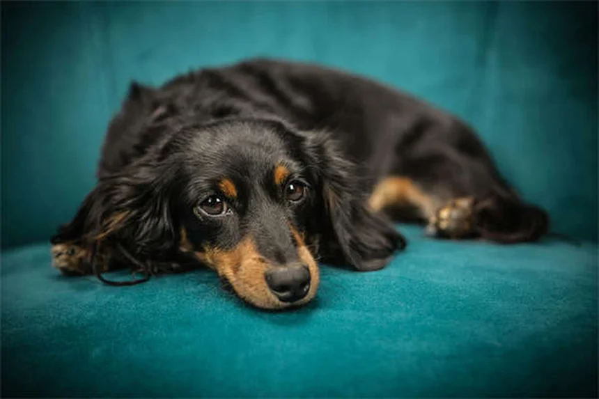 Cómo evitar que tu perro cave hoyos: 6 soluciones efectivas