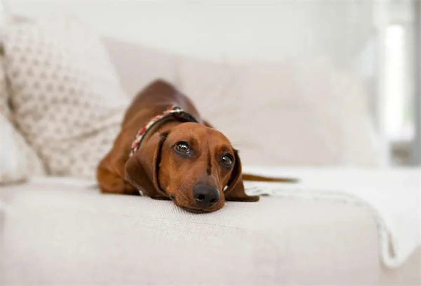 Juguetes para hámster: 5 opciones seguras que tu mascota adorará