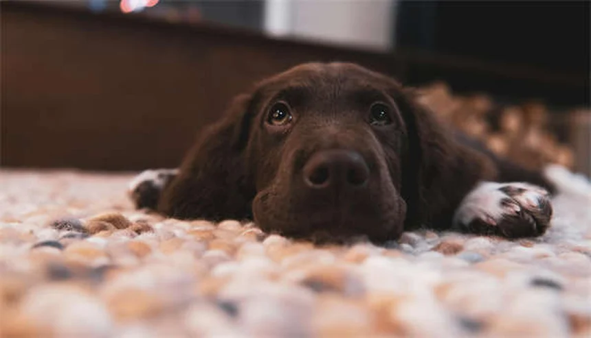 Juguetes para hámster: 5 opciones seguras que tu mascota adorará