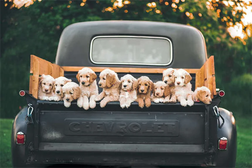 8 Razas de perros irlandeses ideales para familias activas