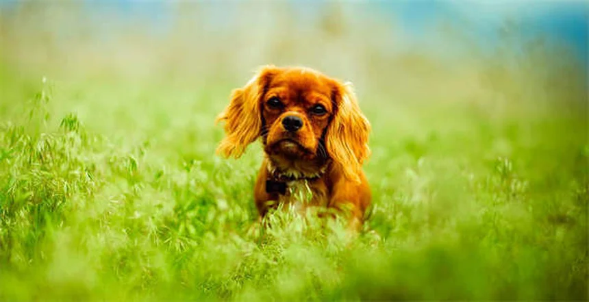8 Razas de perros irlandeses ideales para familias activas