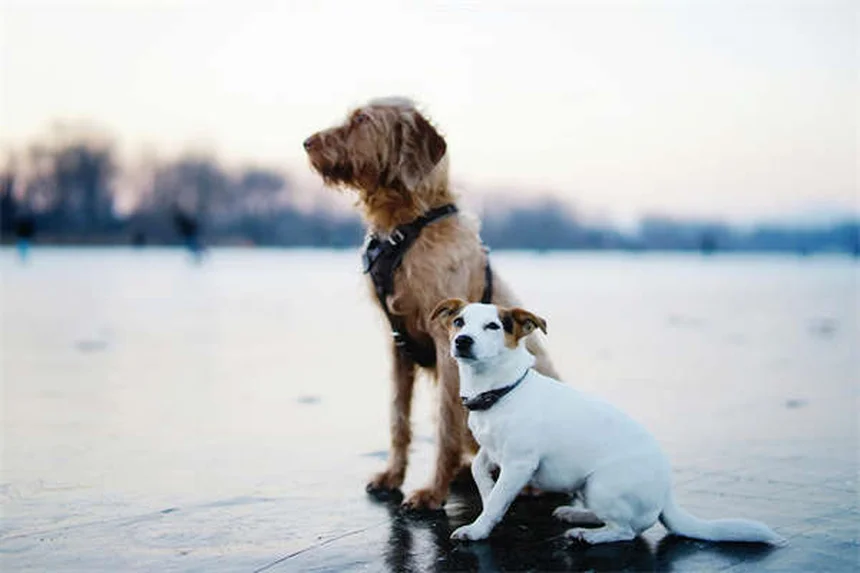 Cinturones de seguridad para perros: ¿Realmente protegen a tu mascota?