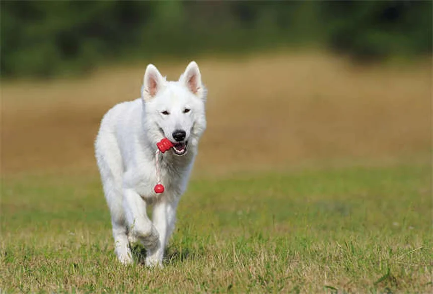 Cinturones de seguridad para perros: ¿Realmente protegen a tu mascota?