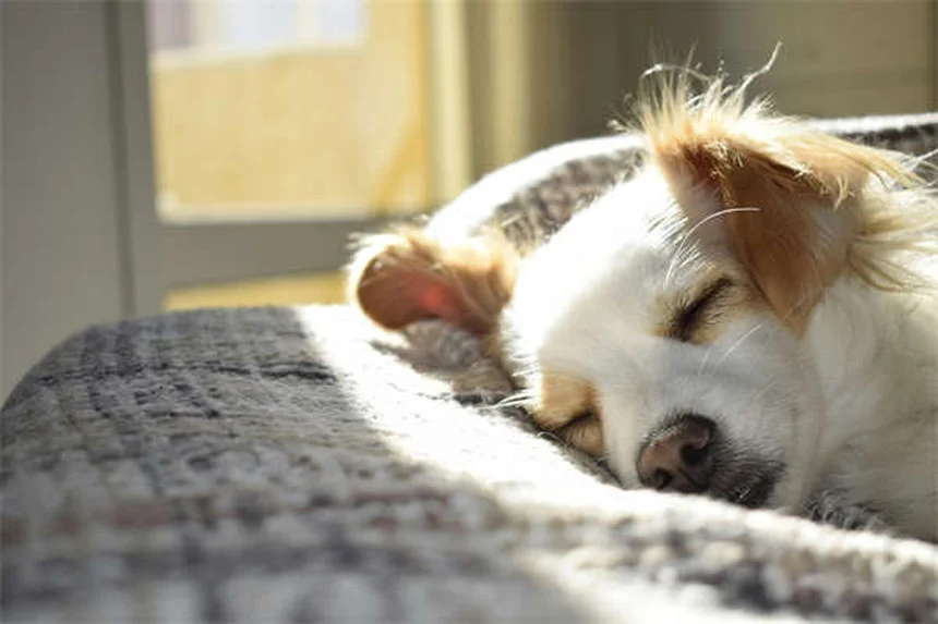 Cinturones de seguridad para perros: ¿Realmente protegen a tu mascota?