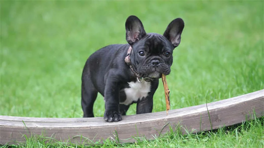 Vacuna DHPP para perros: Guía completa y esencial para proteger a tu peludo