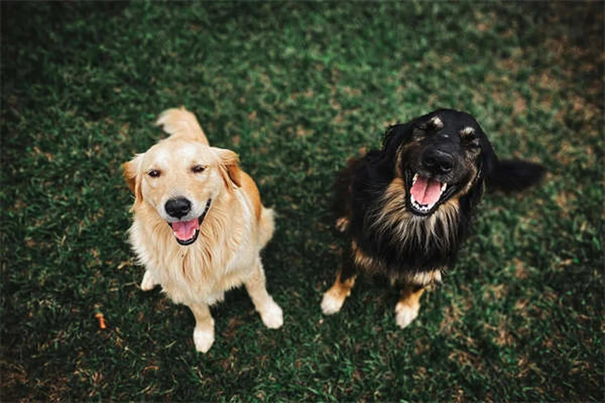 Cinturones de seguridad para perros: ¿Realmente protegen a tu mascota?
