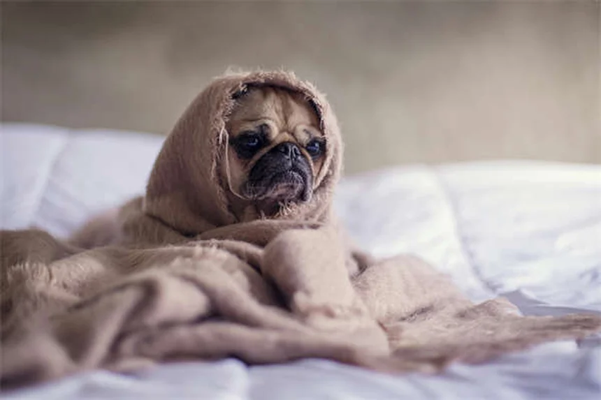 Cinturones de seguridad para perros: ¿Realmente protegen a tu mascota?