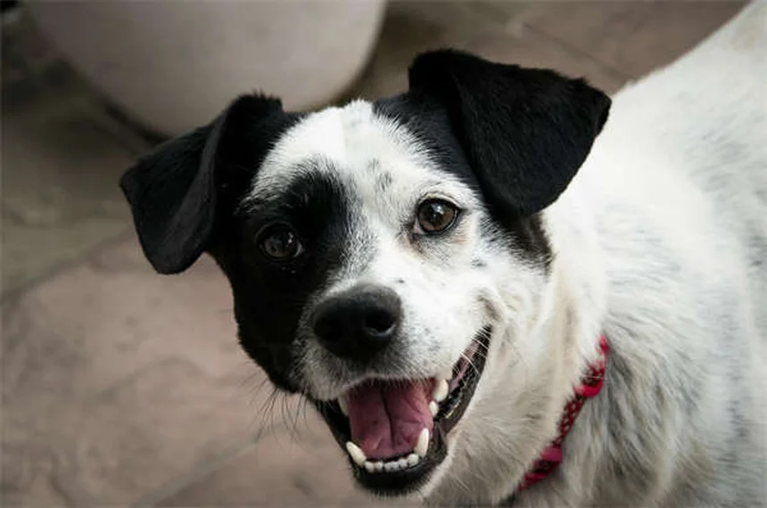 Cinturones de seguridad para perros: ¿Realmente protegen a tu mascota?