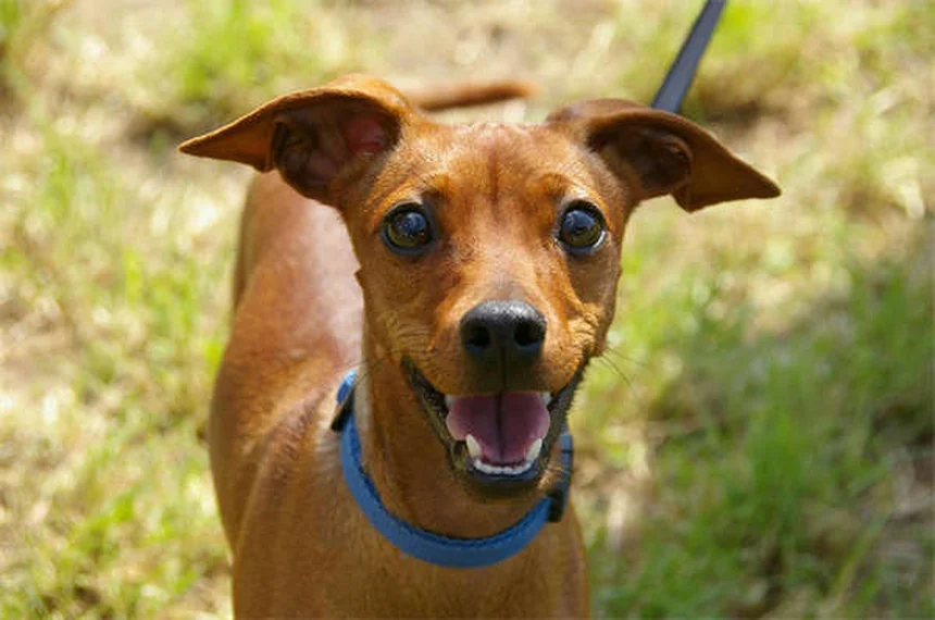 Cómo calmar a un cachorro ansioso: 4 trucos que funcionan