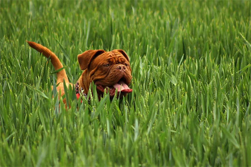 Test de Buen Ciudadano Canino: Guía completa para aprobar con éxito