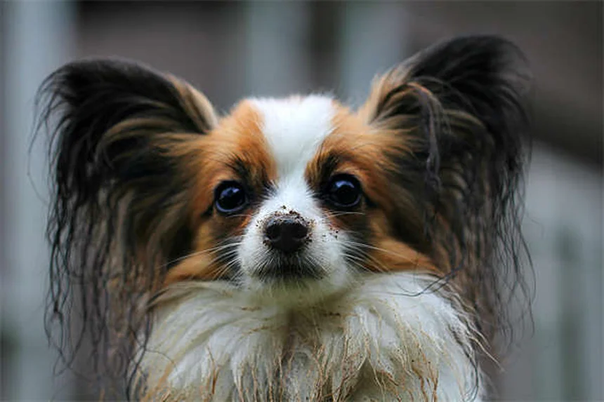 Quistes orales en perros: síntomas, tratamiento y prevención