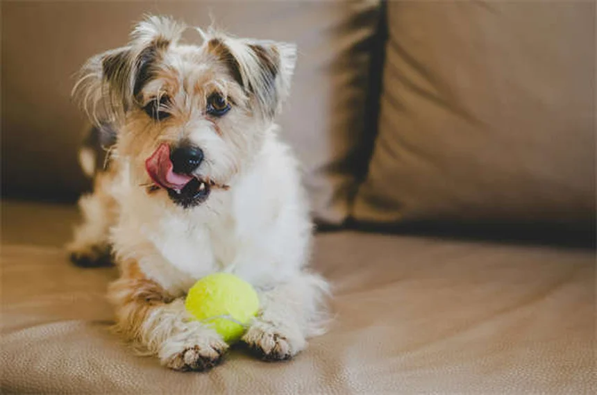 ¿Los cachorros hacen más caca que los perros adultos? Descubre por qué