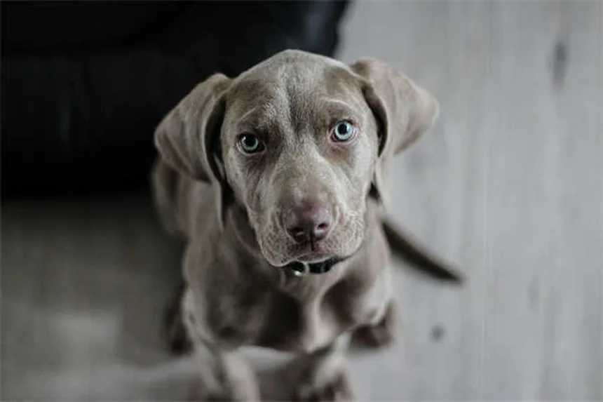 Cómo cuidar cachorros recién nacidos: 5 consejos esenciales para su primer mes