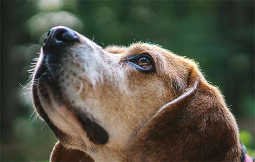 Entrenar perros sordos: 7 técnicas infalibles para comunicarte