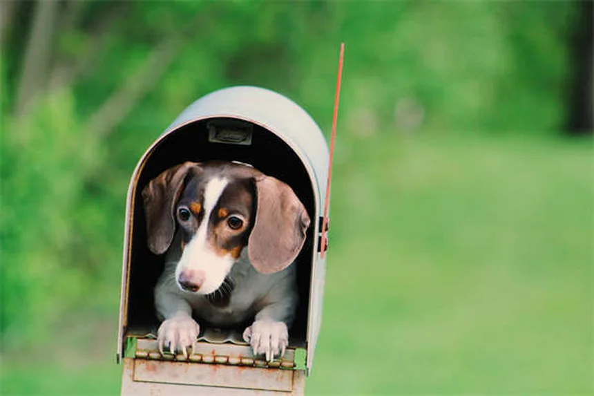 Garrapatas en perros: cómo detectarlas, eliminarlas y prevenirlas