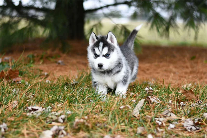 Garrapatas en perros: Cómo proteger a tu mascota de estos peligrosos parásitos