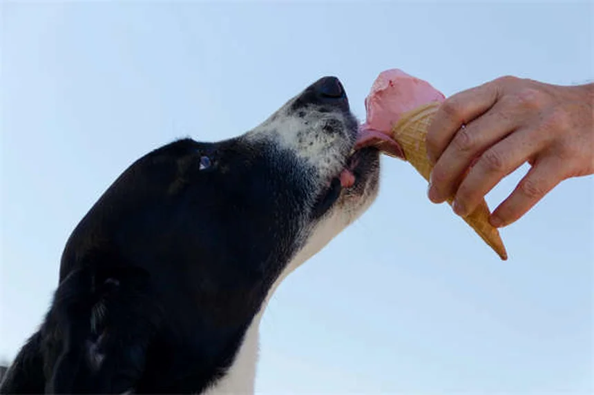 5 consejos esenciales para acampar con tu perro sin estrés