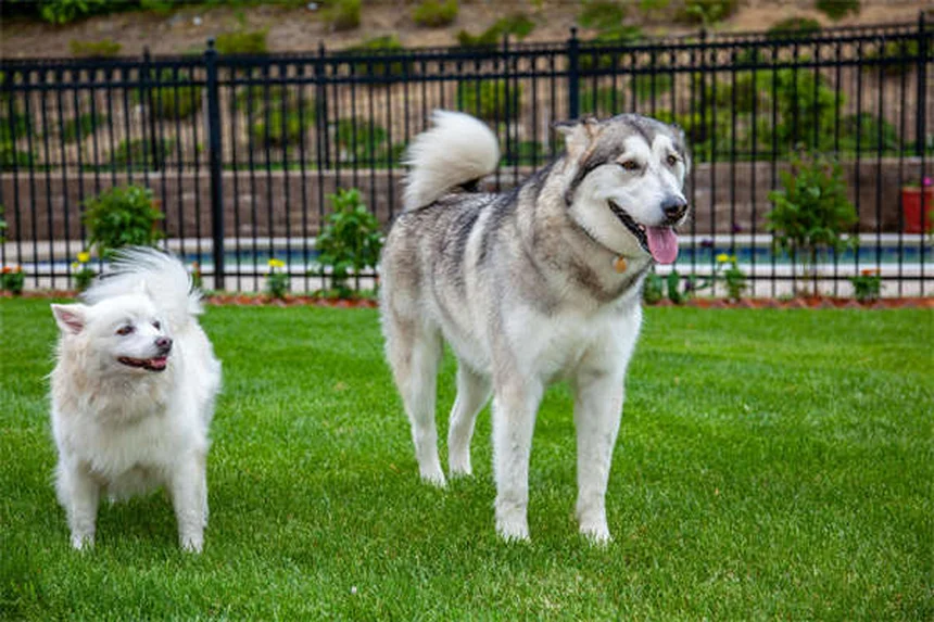 Cerumene™ para perros y gatos: solución efectiva para limpiar orejas