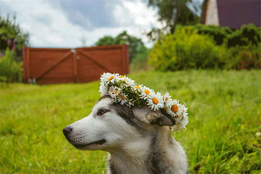 Artritis en gatos: síntomas, dieta y tratamientos efectivos