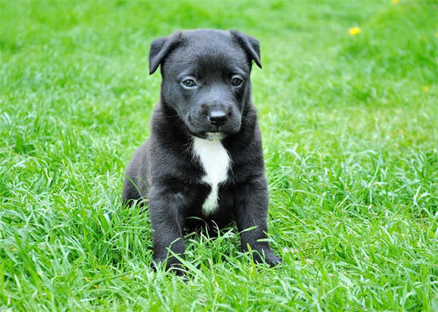 ¿Es bueno cortar las orejas a los perros? Descubre la verdad sobre esta práctica