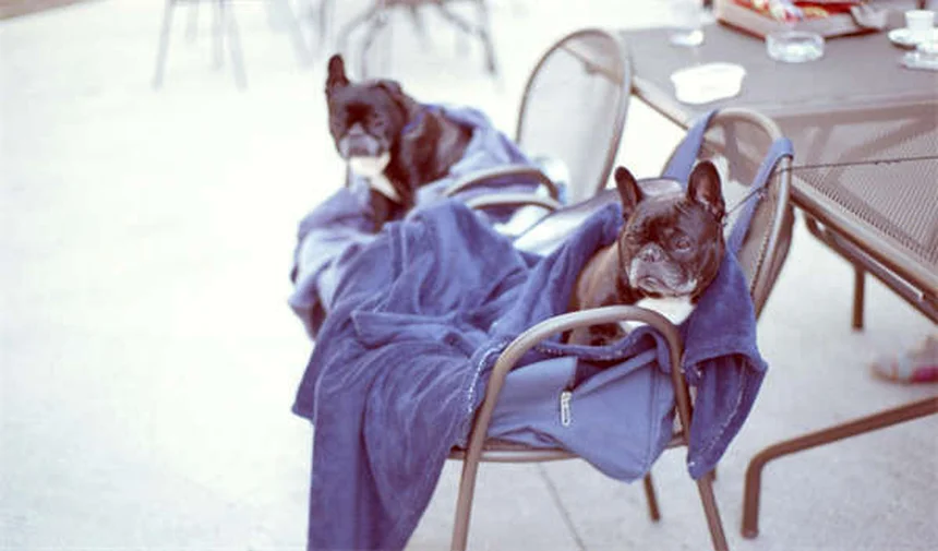 Inyecciones articulares en caballos: Guía completa para dueños