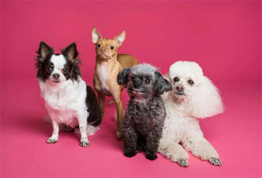 Arnés anti-tirones para perros: La solución definitiva para paseos tranquilos