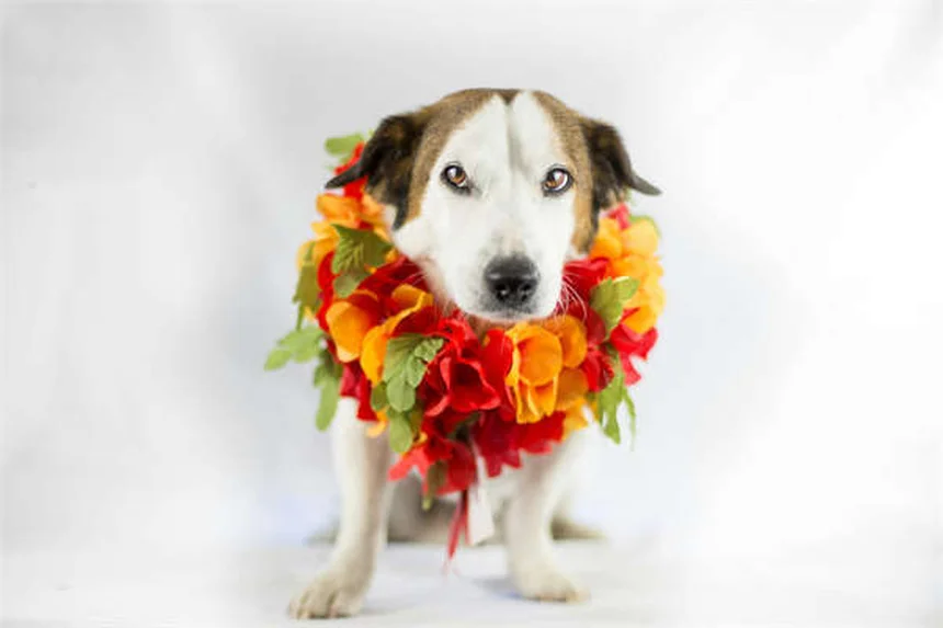 Meloxicam para perros: Guía completa sobre dosis, efectos y seguridad