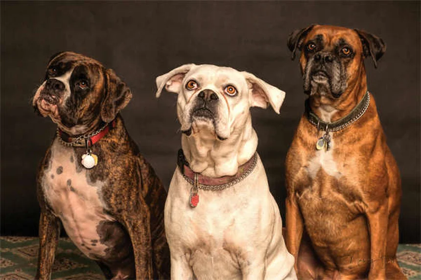 Cómo enseñar a tu perro a echarse: Guía definitiva con trucos expertos
