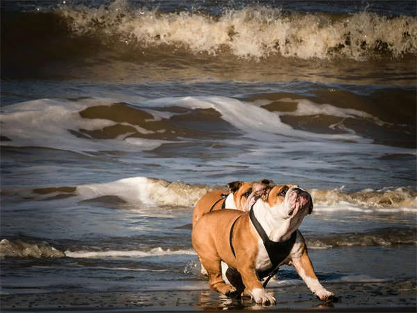 5 razones por las que tu perro ladra sin parar (y cómo solucionarlo)