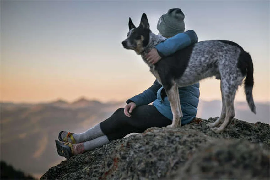 5 razones por las que tu perro ladra sin parar (y cómo solucionarlo)