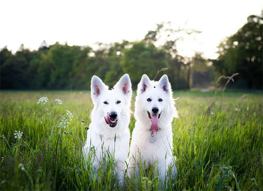5 razones por las que tu perro ladra sin parar (y cómo solucionarlo)