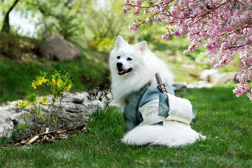 ¿Por qué los perros inclinan la cabeza? La adorable razón científica
