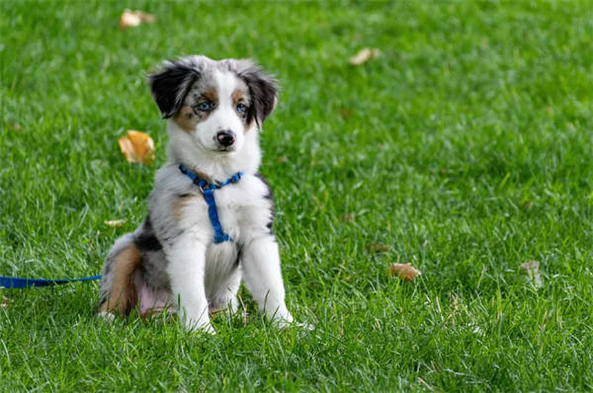 ¿Por qué los perros inclinan la cabeza? La adorable razón científica