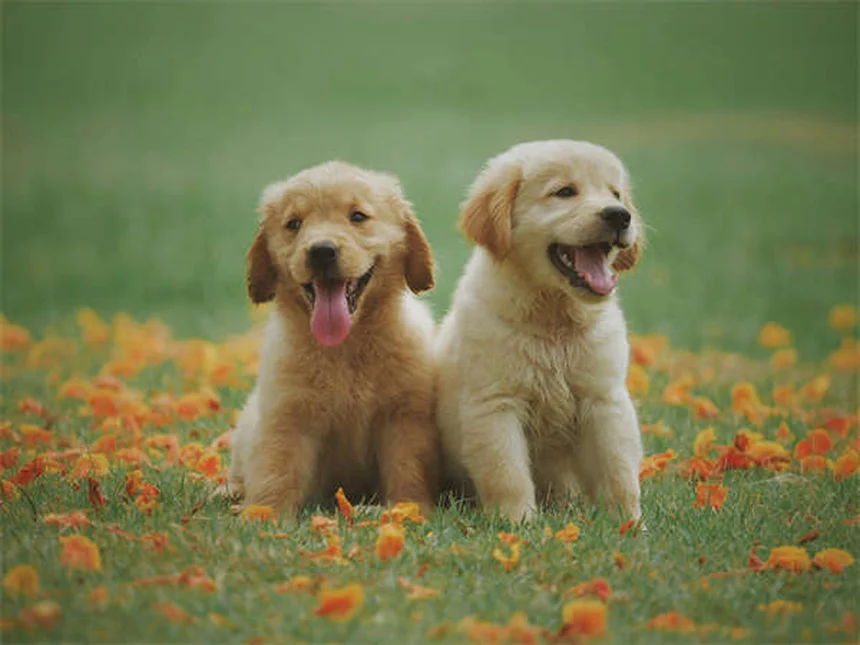 ¿Por qué los perros inclinan la cabeza? La adorable razón científica