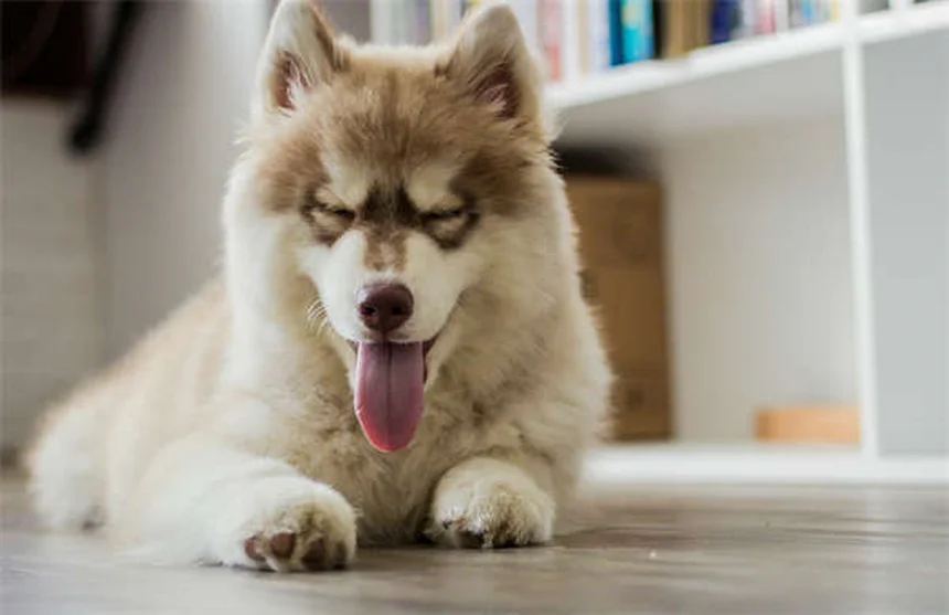 Alimentación para cachorros: 5 diferencias clave con comida de adulto