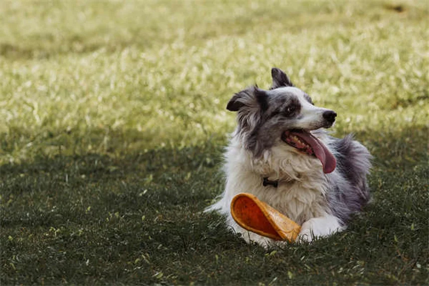 7 trucos infalibles para que tu cachorro duerma toda la noche