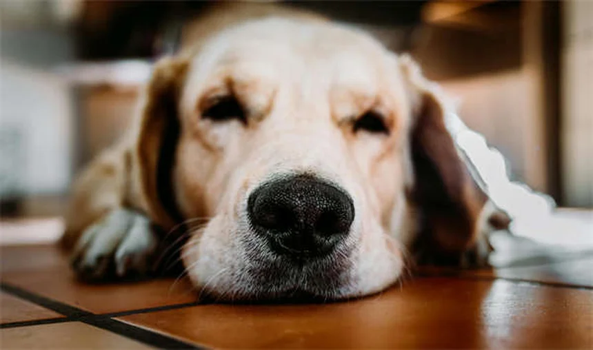 5 formas en que tu perro puede coger garrapatas ¡y cómo evitarlo!