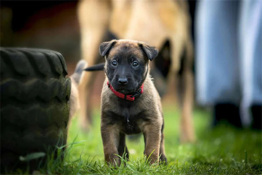 Enzimas pancreáticas para perros y gatos: Guía completa para dueños