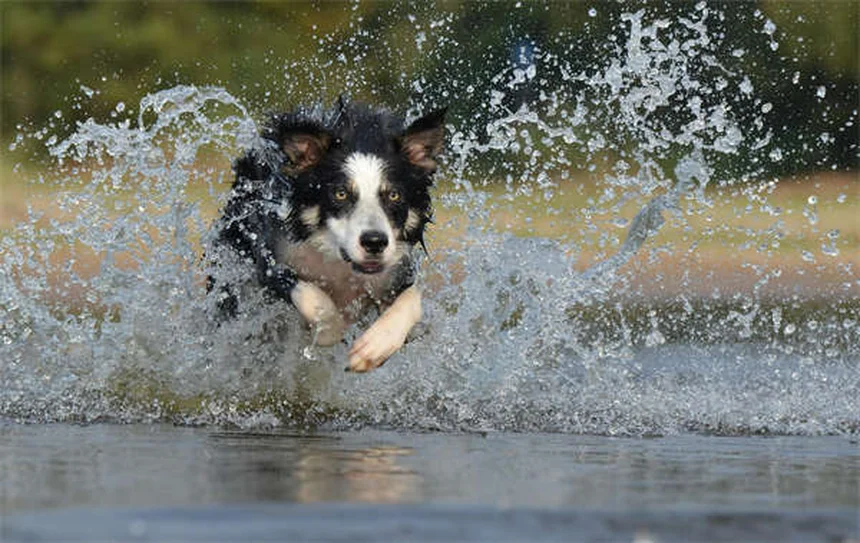 Cómo superar la pérdida de tu perro: 5 consejos para sanar el corazón