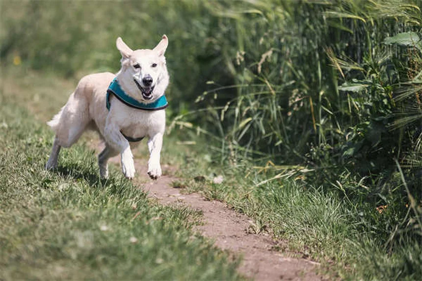 Cómo superar la pérdida de tu perro: 5 consejos para sanar el corazón
